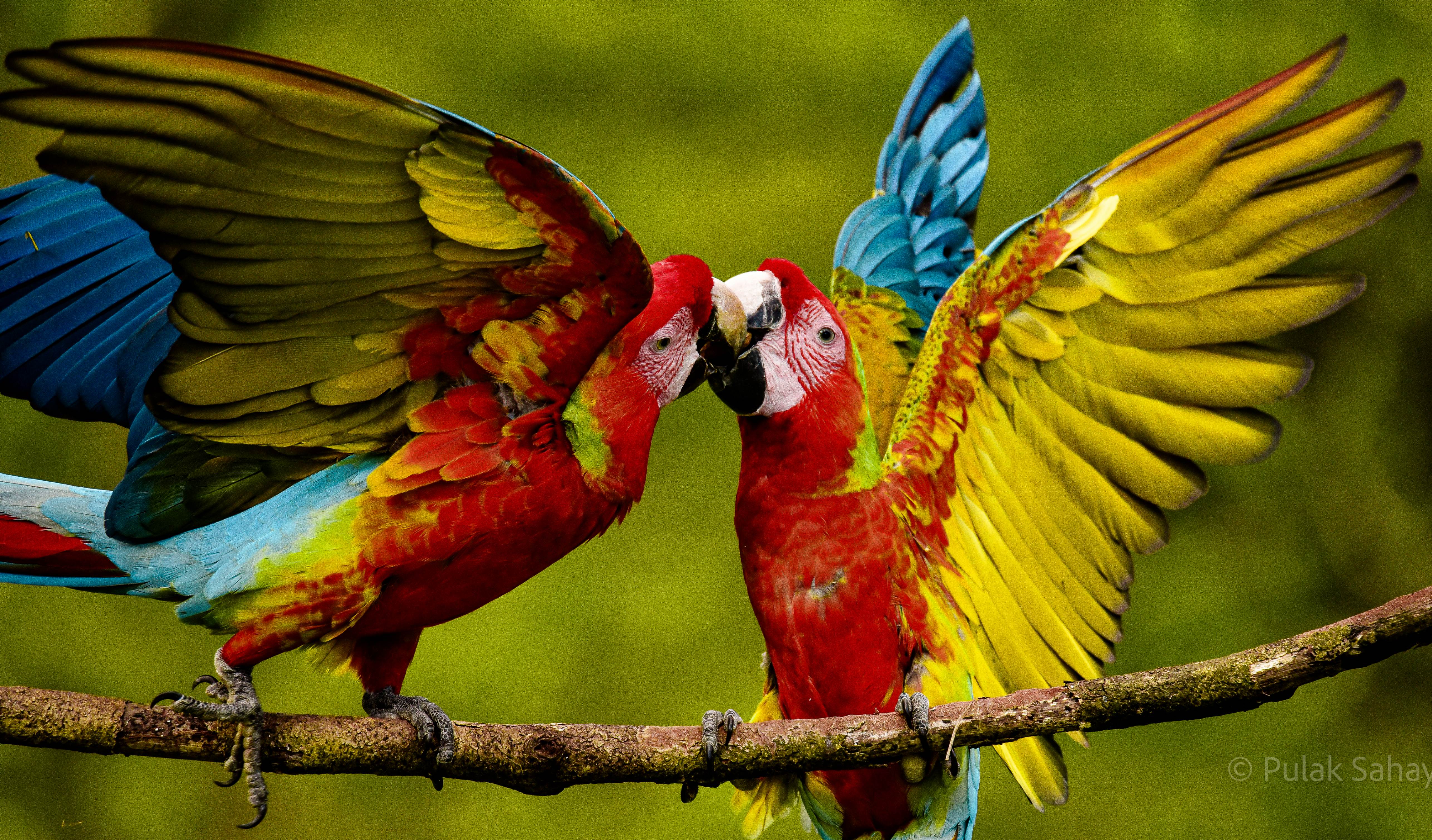 Macaws kissing
